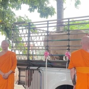 Pattarasaya Kreursuwansiri Instagram - เมื่อสุดสัปดาห์ที่ผ่านมาพีคได้มีโอกาสไปร่วมปล่อยโคท้องและปล่อยปลามาค่า พีคขอเอาบุญมาฝากซิสทุกคนด้วยนะค้า🙏🏻🙏🏻🙏🏻 @iretreatwellnessmeditation @imonastery_inter