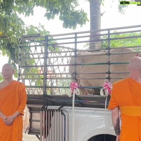 Pattarasaya Kreursuwansiri - 3 Likes - เมื่อสุดสัปดาห์ที่ผ่านมาพีคได้มีโอกาสไปร่วมปล่อยโคท้องและปล่อยปลามาค่า พีคขอเอาบุญมาฝากซิสทุกคนด้วยนะค้า🙏🏻🙏🏻🙏🏻 @iretreatwellnessmeditation @imonastery_inter
