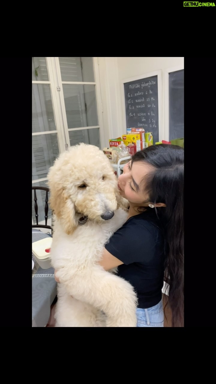 Pattarasaya Kreursuwansiri - 3 Likes - พี่ติโน่❤️🐩พี่พีคอุ้มตั้งแต่ 3 เดือน จนตอนนี้ 4 ขวบครึ่งพี่พีคอุ้มพี่ติโน่ไม่ไหวแล้ว แต่ยังหลงรักอยู่ตลอดเลย งิๆ #valentinoที่รัก