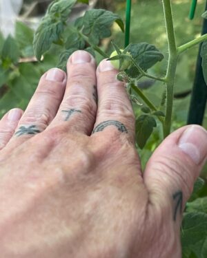 Pauley Perrette Instagram - My first three tomatoes of the season. 
:)