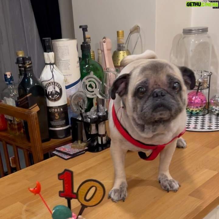 Pelin Öztekin - 4.7K Likes - Apti’m 10 yaşında 👅🎂🐶🙏🏼 Nice sağlıklı yaşlarına annesinin bir tanesi 💕