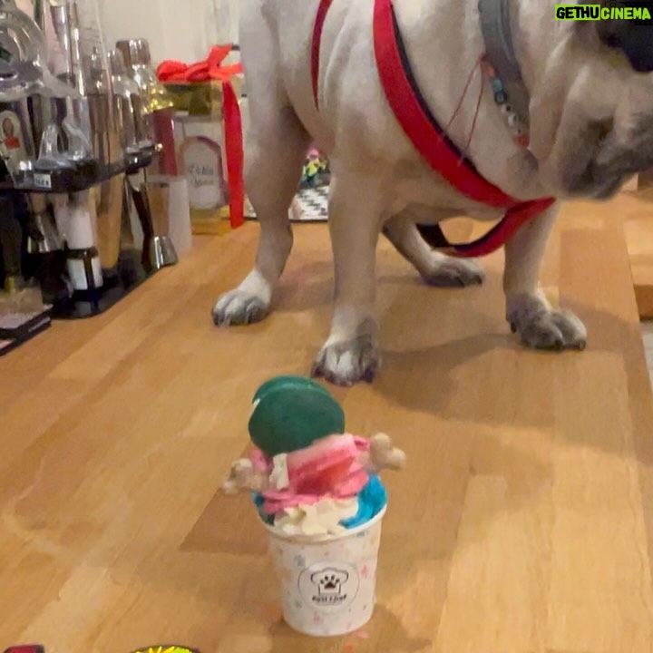 Pelin Öztekin - 4.7K Likes - Apti’m 10 yaşında 👅🎂🐶🙏🏼 Nice sağlıklı yaşlarına annesinin bir tanesi 💕
