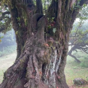 Pepe Rodríguez Instagram - Ohhhhhh. Nos despedimos de la isla de madeira con la sensación de haber descubierto un espacio único para pasar unos días estupendos. Un clima maravilloso , un mar único. Lugares para hacer senderismo y una gran gastronomía regada con grandes vinos. !!!! Volveremos …me he dejado rutas por conocer y vinos sin beber.  Ahhhh y su gente. Muy acogedora !!! Viva la poncha 🍷🍷🍷🍇🍇🍇🍾🍾🍾🍾🍾. @visitmadeira 
#gift 
#madeiraisland
#portosantoisland
#visitmadeira
#madeiranowordsneeded
#madeirabelongstoall
#madeiratãotua