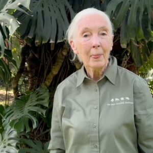 Peter Gabriel Instagram - We’ve made a film together to highlight that your money may be being used to destroy the planet you love. 💚💚💚

We want to drive billions out of deforestation. Tag your pension provider below to tell them to stop any deforestation in their portfolio now. 

Paul, Jane and Peter x

Film by @paulgoodenough , feat, @janegoodalluk and an exclusive acoustic version of RED RAIN from @itspetergabriel 

@rewritingearth @strangebeasttv @mmmoneymatter_  @global_witness @global_canopy @jeanette_norgaard  @passionpicturesfilms @trianglemonday