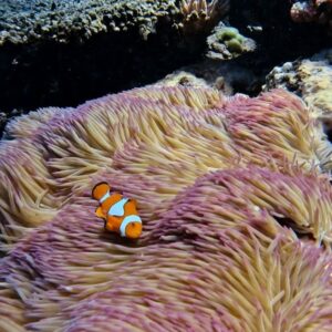 Phoebe Dynevor Instagram - Found Nemo! We had such a magical experience staying at @silkyoakslodge in the oldest rainforest in the world. The flippin’ lungs of the earth! And we got to snorkel the Great Barrier Reef. Living the Aussie dream 🐨