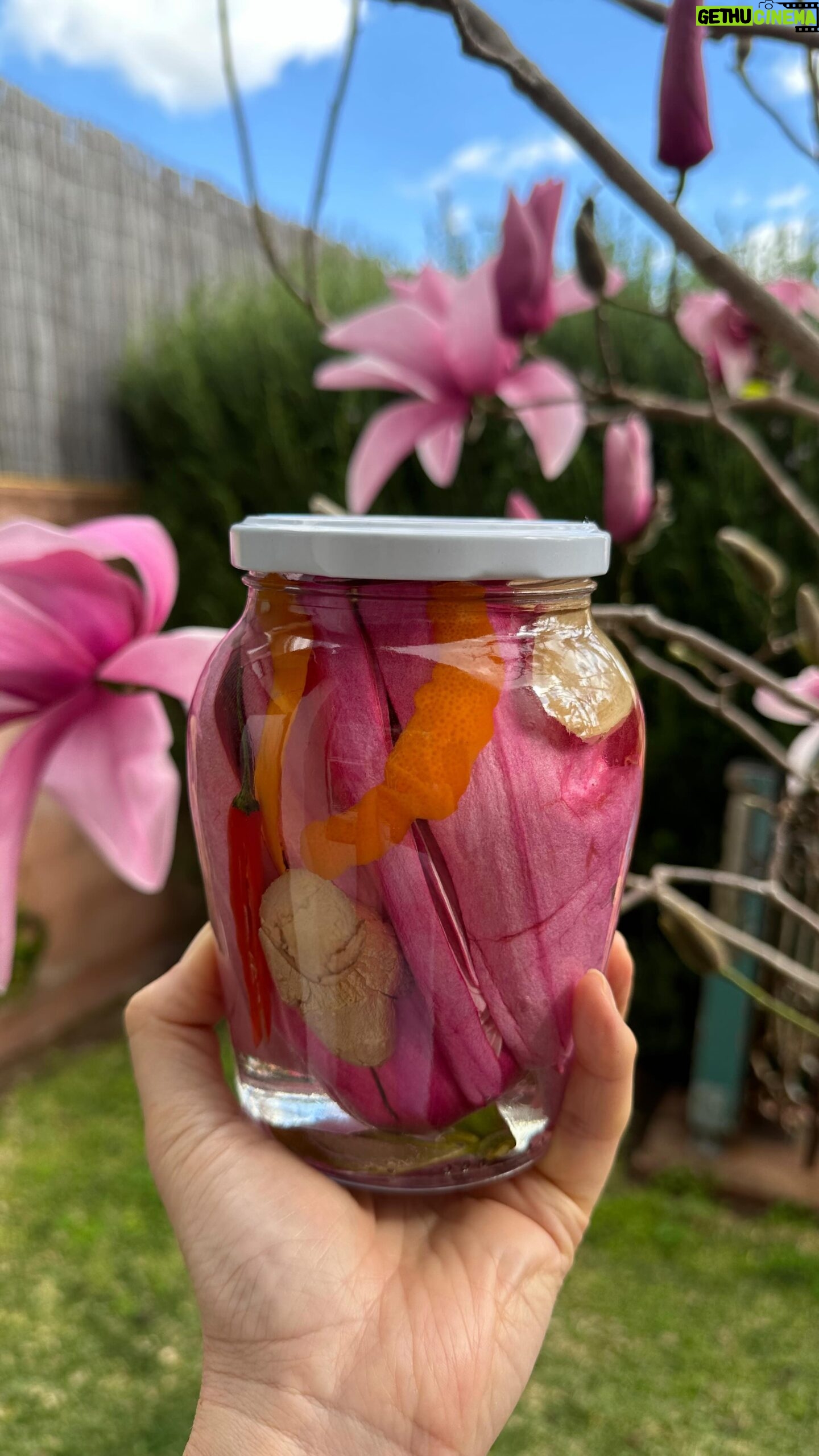 Poh Ling Yeow - 8.7K Likes - Magnolia Adventures Part 2. I’ve wanted to try this forever! The robust petals have a subtle ginger perfume & peppery flavour. I’ll post a tasting and recipe to use them in next!
PICKLED MAGNOLIAS
4 magnolia buds, halved but not sliced all the way to stem
1 1/2 cups caster sugar
2 cups white or rice wine vinegar
1 tsp salt
1 bird’s eye chilli halved lengthways
2 x 5mm slices ginger, bashed
2-3 pieces of mandarin peel (orange part only)
Stir sugar, salt and vinegar together until dissolved. Place the remaining ingredients in a clean glass jar, being careful not to bruise the petals. Submerge entirely in the pickling liquid. It’s ready to eat within a few hours.
PS Cute clay pestle thingy is made by my mate @superdoopervioletcooper @violet_cooperrr