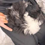 Priscilla Wong