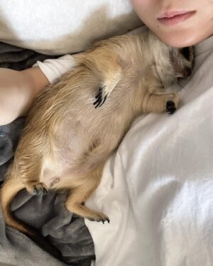 RaMu Instagram - 我が家の横綱

 #ミーアキャット
 #meerkats