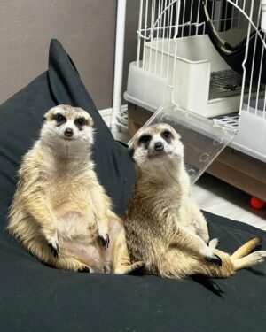 RaMu Instagram - 我が家の横綱

 #ミーアキャット
 #meerkats
