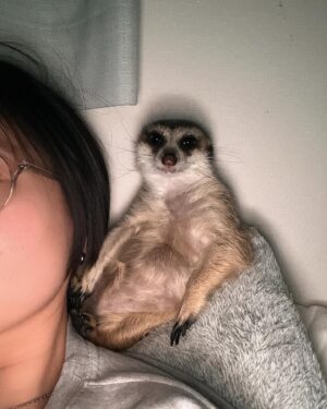 RaMu Instagram - 我が家の横綱

 #ミーアキャット
 #meerkats
