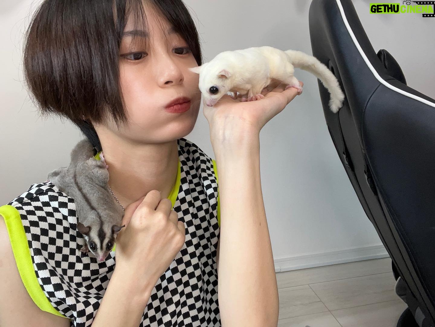 RaMu - 4.8K Likes - うちの子供達大集合
#ヒョウモントカゲモドキ
#レオパードゲッコー
#レオパ
#ツノガエル
#ベルツノガエル
#フクロモモンガ
#フクモモ
#Sugarglider
#ミーアキャット
#meerkats
