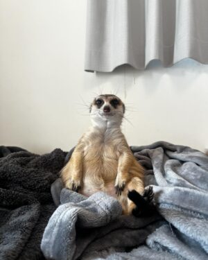 RaMu Instagram - 我が家の横綱

 #ミーアキャット
 #meerkats