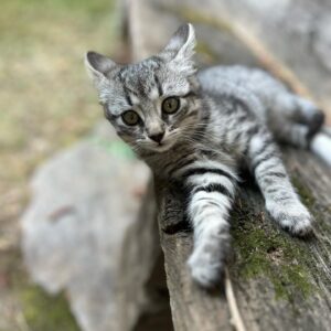 Reinhold Messner Instagram - Wie nennen wir unsere Kätzchen??? Schickt uns eure Vorschläge..Come chiamare i nostri gattini ??
#new #cats #cat #reinholdmessner #inspiration #motivation #happy