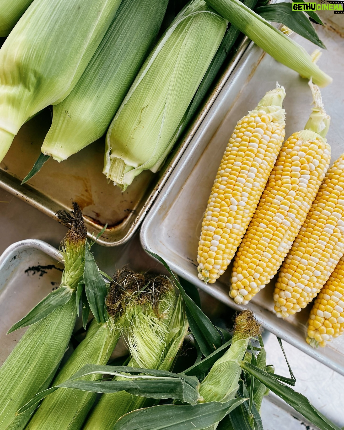 Ricardo Larrivée - 479 Likes - 🌽 Quelqu’un a dit épluchette? 🌽
Laurence et Alexane, nos cheffes en cuisine de développement sont allées chercher deux douzaines d’épis à l’épicerie pour une petite séance d’épluchette au bureau. Elles travaillent présentement sur le développement d’un dossier 100 % maïs! On ne peut pas vous en dire beaucoup à l’heure qu’il est, mais une chose est certaine : il y a quelques bijoux de recettes dans les premiers tests. 🤤
À suivre dans un futur magazine RICARDO.