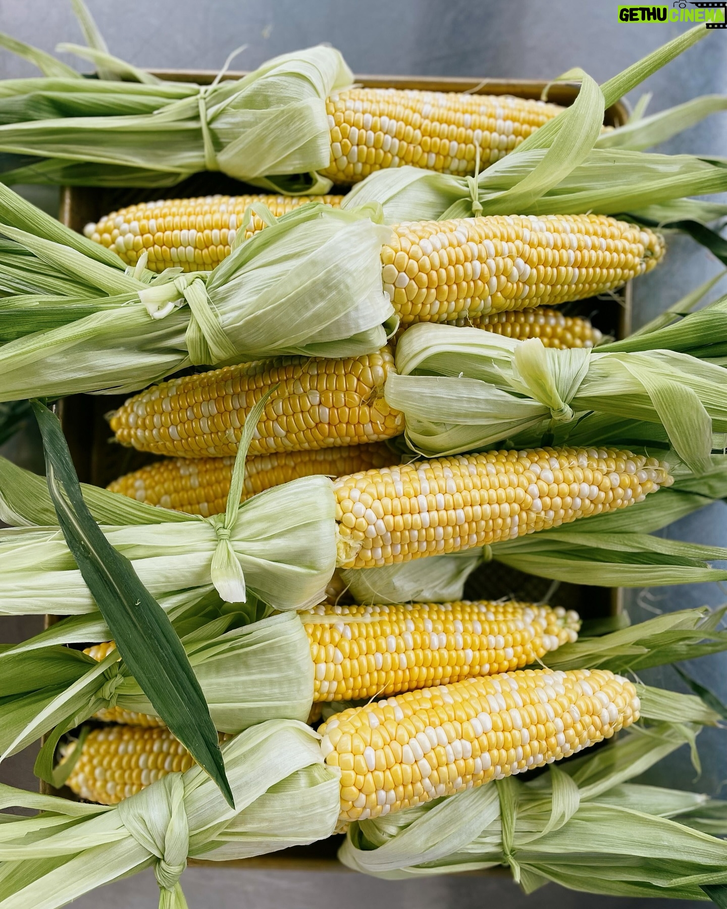 Ricardo Larrivée - 479 Likes - 🌽 Quelqu’un a dit épluchette? 🌽
Laurence et Alexane, nos cheffes en cuisine de développement sont allées chercher deux douzaines d’épis à l’épicerie pour une petite séance d’épluchette au bureau. Elles travaillent présentement sur le développement d’un dossier 100 % maïs! On ne peut pas vous en dire beaucoup à l’heure qu’il est, mais une chose est certaine : il y a quelques bijoux de recettes dans les premiers tests. 🤤
À suivre dans un futur magazine RICARDO.