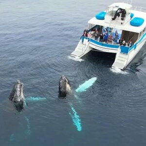 Richard O'Barry Instagram - Whale Watching With Ric O’Barry *April 20 and 21. 
Captain Dave Whale Watch • 24440 Dana Point Harbor Dr, Dana Point, CA 92629 US
Host Contact Info: captaindave@dolphinsafari.com — or contact DolphinProject.com
