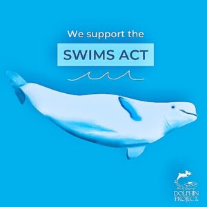 Richard O'Barry Instagram - PLEASE SHARE: We enthusiastically support the SWIMS Act! We hope YOU will too. If passed, the SWIMS Act would amend the USA's Marine Mammal Protection Act to include a ban on taking, importing, or exporting orcas, beluga whales, pilot whales, and false killer whales for public display. It would also amend the Animal Welfare Act to ban the breeding of those species for public display!
We'll be sure to post updates!
Find more ways you can help #EmptyTheTanks at bit.ly/HelpSaveDolphins
#DolphinProject #SWIMSAct