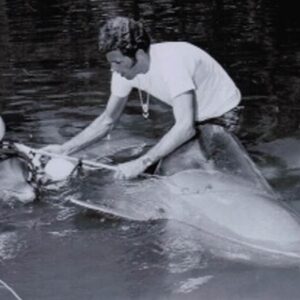 Richard O'Barry Instagram - The CIA Once Wanted to Use Dolphins to Sink Enemy Ships: Back in 2019, the CIA released a trove of previously secret files that detail various undercover experiments, including the strange dolphin endeavor coined “Project OXYGAS.” 

The year was 1963. The CIA sent an agent to Miami Seaquarium to spy on me while I was training Flipper for the upcoming television series. The CIA wanted to know how it was possible to train dolphins to do the things they were seeing in the movies. Especially underwater. He tried to recruit me into their “dolphins of war program.” Wanted me to come to work for them at their “Undersea Warfare School” at Point Magu Navy Base, California. What he showed me was pretty bizarre, morally repugnant and ethically untenable. I passed on the job. Stayed with the Flipper TV series and Hugo the killer whale at Miami Seaquarium. The “Dolphin of War” program was transferred away from the CIA to the US Navy—civilian contractors actually. It’s a “black budget” project. The cash 💰 flows to the civilian contractors and the details are top secret. No accountability. We the taxpayers pick up the tab for this abusive, cruel program. 13 dolphins were sent into action in Vietnam to participate in a “harbor defense unit.” I don’t believe any of the dolphins returned home from the war. 
Details here: https://www.popularmechanics.com/military/research/a38463302/cia-dolphins-sink-enemy-ships/. UPDATE: https://www.forbes.com/sites/davidhambling/2022/01/12/the-uncomfortable-truth-about-deadly-military-dolphins/?sh=3c1088d6e04b

#DolphinProject #LetsProtectDolphinsTogether #ExposeCorruption