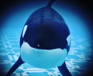 Richard O'Barry Instagram - “The Dark Era of Orca Captures in Iceland” by Helene O’Barry.  Her latest blog is focused on the 50  orcas captured off the coast of Iceland for the aquarium industry from the mid-’70s until the end of the ’80s. Read it and share their stories at bit.ly/3LJDXMc or DolphinProject.com 
Photo: Sigrún Helgudóttir
#DolphinProject