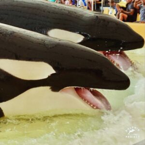 Richard O'Barry Instagram - When the music stops and the show is over, spectators leave the theater and move on to their next holiday adventure. Morgan, Keto, and Loro Parque’s other captive orcas are stuck in these tanks and never get to leave: New Blog at DolphinProject.com — https://bit.ly/4844s7C

Photo: Helene O’Barry #DolphinProject #ThanksButNoTanks