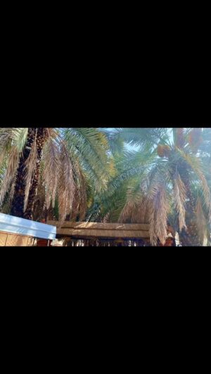 Rico Verald Instagram - Para jamaah @diyafatalharamainofficial berkunjung ke kebun kurma