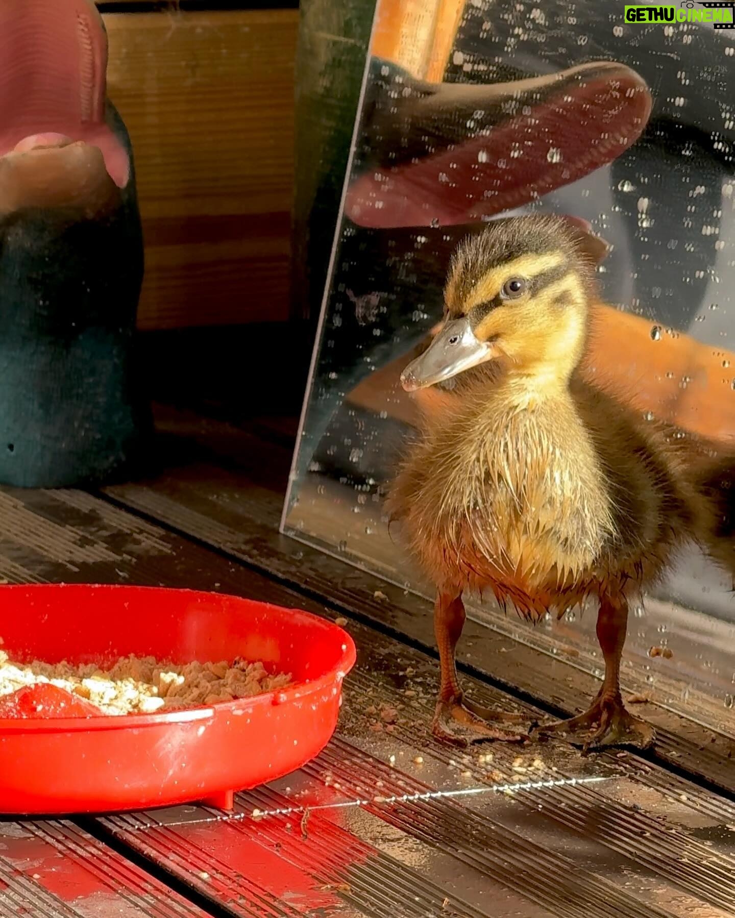Riyadh Khalaf - 16.2K Likes - Golden hour with our golden boyāļøš¦ I swear heās posing. I wanted to get a video up for you today but life got in the way. Tomorrow hopefully! #teamspike #rescueanimals #duckling