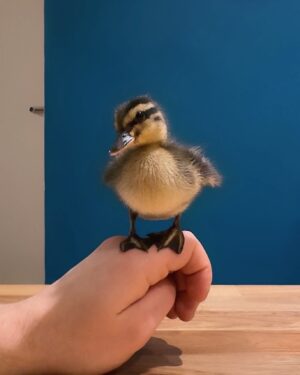 Riyadh Khalaf Instagram - Unsolicited duck pic 🫢🦆 #teamspike 
#duckling #rescueanimals