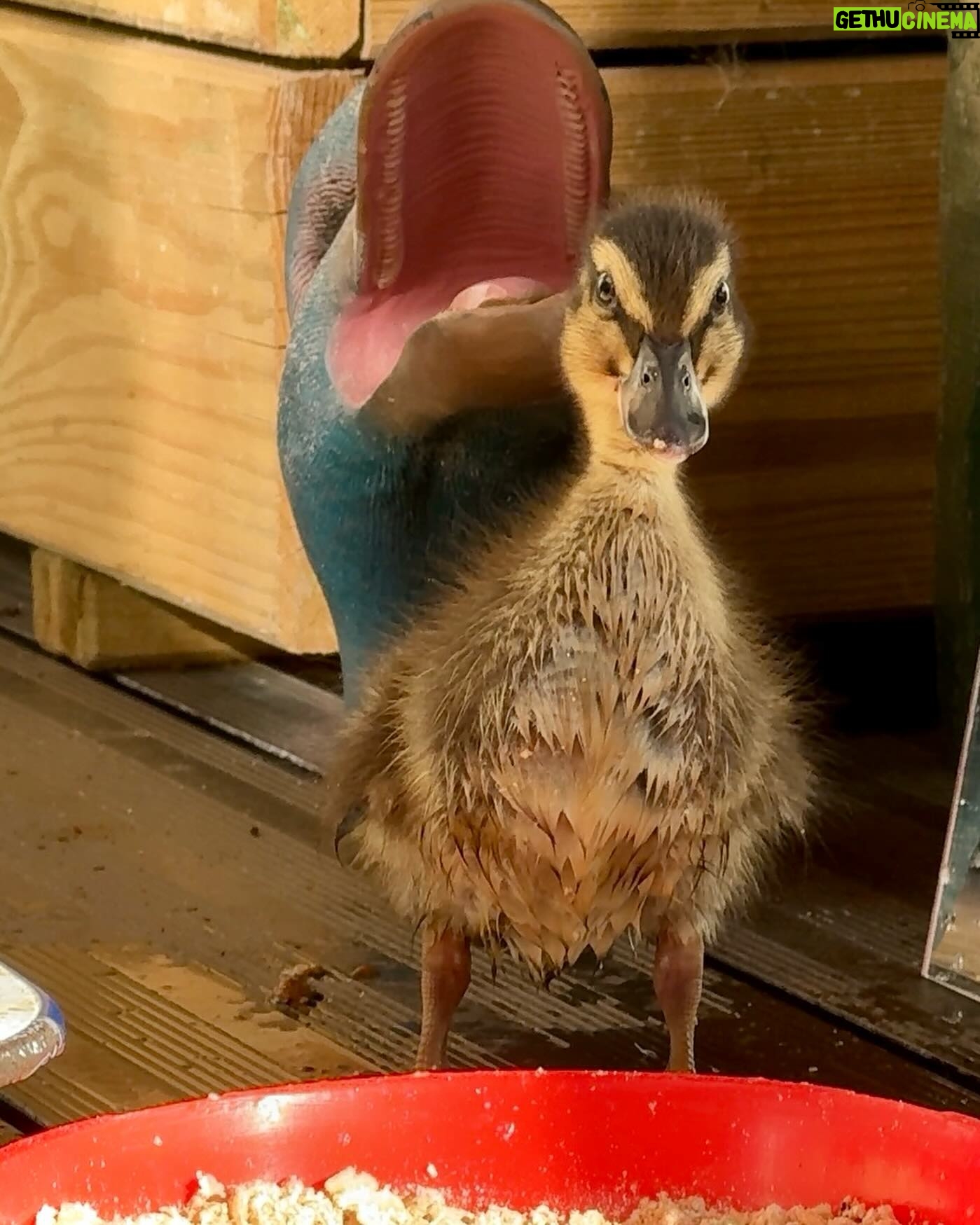 Riyadh Khalaf - 16.2K Likes - Golden hour with our golden boyāļøš¦ I swear heās posing. I wanted to get a video up for you today but life got in the way. Tomorrow hopefully! #teamspike #rescueanimals #duckling