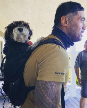 Robbie Magasiva Instagram - Bolo’s longest trip on the #bmwgsadventure yesterday Auckland - Matakana and back he did very well my fluffy son helps that he enjoys it. Today we pick up the #bmwr18 from @bmwmotorradnz bolo and I are looking forward to that puppy…see what I did there 😂.