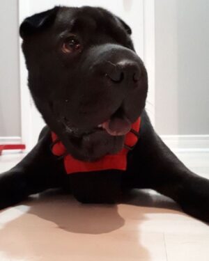 Ryan Boa Instagram - My heart is heavy 🐕 

After a rapid battle with arthritis, we had to make the tough decision to let our best friend go and choose to end his suffering. 

Bort was honestly the perfect dog for me & Connor and I’m so proud to have rescued him 7 years ago from a neglectful situation and give him the rehabilitation he needed and the unconditional love that we all had to exchange. 

Bort taught me responsibility and helped tremendously when I needed a friend in which I’m forever grateful to him for. 

💚💖

#pet #sharpei #dog #sharpeis #rescuedog