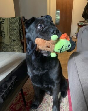 Ryan Boa Instagram - My heart is heavy 🐕 

After a rapid battle with arthritis, we had to make the tough decision to let our best friend go and choose to end his suffering. 

Bort was honestly the perfect dog for me & Connor and I’m so proud to have rescued him 7 years ago from a neglectful situation and give him the rehabilitation he needed and the unconditional love that we all had to exchange. 

Bort taught me responsibility and helped tremendously when I needed a friend in which I’m forever grateful to him for. 

💚💖

#pet #sharpei #dog #sharpeis #rescuedog