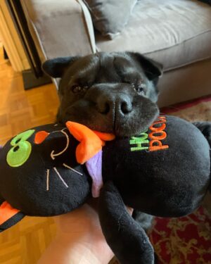 Ryan Boa Instagram - My heart is heavy 🐕 

After a rapid battle with arthritis, we had to make the tough decision to let our best friend go and choose to end his suffering. 

Bort was honestly the perfect dog for me & Connor and I’m so proud to have rescued him 7 years ago from a neglectful situation and give him the rehabilitation he needed and the unconditional love that we all had to exchange. 

Bort taught me responsibility and helped tremendously when I needed a friend in which I’m forever grateful to him for. 

💚💖

#pet #sharpei #dog #sharpeis #rescuedog