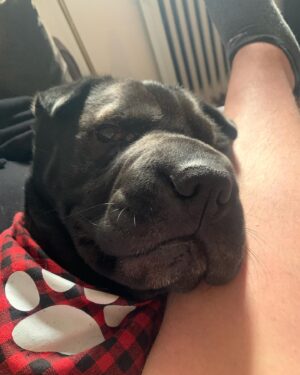 Ryan Boa Instagram - My heart is heavy 🐕 

After a rapid battle with arthritis, we had to make the tough decision to let our best friend go and choose to end his suffering. 

Bort was honestly the perfect dog for me & Connor and I’m so proud to have rescued him 7 years ago from a neglectful situation and give him the rehabilitation he needed and the unconditional love that we all had to exchange. 

Bort taught me responsibility and helped tremendously when I needed a friend in which I’m forever grateful to him for. 

💚💖

#pet #sharpei #dog #sharpeis #rescuedog