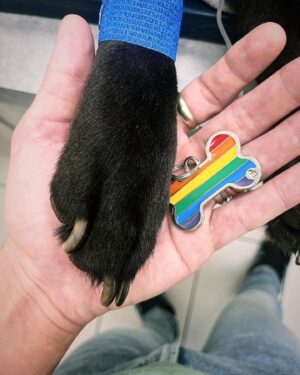 Ryan Boa Instagram - My heart is heavy 🐕 

After a rapid battle with arthritis, we had to make the tough decision to let our best friend go and choose to end his suffering. 

Bort was honestly the perfect dog for me & Connor and I’m so proud to have rescued him 7 years ago from a neglectful situation and give him the rehabilitation he needed and the unconditional love that we all had to exchange. 

Bort taught me responsibility and helped tremendously when I needed a friend in which I’m forever grateful to him for. 

💚💖

#pet #sharpei #dog #sharpeis #rescuedog