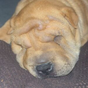 Ryan Boa Instagram - Help me name my new baby👶🏼

Bit the bullet and adopted a new puppy into our family❤️

Although, no one will replace our borty- the home has been so quiet without a pup to shower us with love🐕

But, we can’t figure out a name- so let me know in the comments what we should name him 🐶 

#puppy #sharpei #dogsofinstagram #puppies