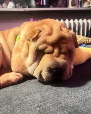 Ryan Boa Instagram - Life Lately✨

The last few weeks have been super hectic, but I’m grateful to be living such a colourful life full of amazing relationships, consistent opportunities, my health, and my new pup! ☀️

#life #lifestyle #puppies #sharpei #dragqueen #dragmakeup #wellness #aesthetic #dragrace