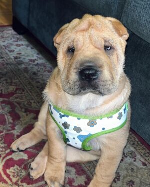 Ryan Boa Instagram - Help me name my new baby👶🏼

Bit the bullet and adopted a new puppy into our family❤️

Although, no one will replace our borty- the home has been so quiet without a pup to shower us with love🐕

But, we can’t figure out a name- so let me know in the comments what we should name him 🐶 

#puppy #sharpei #dogsofinstagram #puppies