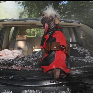 Ryan Reynolds Instagram - Peggy. Dogpool. Mary Puppins. She goes by many names. She’s obviously a very special cast member. What many don’t know, is that she was also the Intimacy Coordinator on #DeadpoolAndWolverine. Which was a complete disaster, start to finish. 

What kind of Intimacy Coordinator says hello each morning by hurling her leathery, 32 inch tongue into your throat and down to the bottom of your stomach?  But I think the biggest problem is that she’s a fucking dog. 

But I love this dog almost as much as she loves tasting me. She’s a good girl.  @dogpool