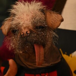 Ryan Reynolds Instagram - Peggy. Dogpool. Mary Puppins. She goes by many names. She’s obviously a very special cast member. What many don’t know, is that she was also the Intimacy Coordinator on #DeadpoolAndWolverine. Which was a complete disaster, start to finish. 

What kind of Intimacy Coordinator says hello each morning by hurling her leathery, 32 inch tongue into your throat and down to the bottom of your stomach?  But I think the biggest problem is that she’s a fucking dog. 

But I love this dog almost as much as she loves tasting me. She’s a good girl.  @dogpool