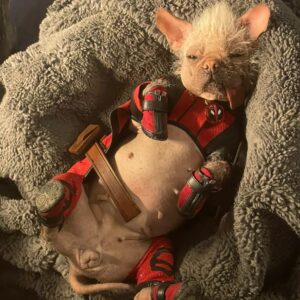 Ryan Reynolds Instagram - Peggy. Dogpool. Mary Puppins. She goes by many names. She’s obviously a very special cast member. What many don’t know, is that she was also the Intimacy Coordinator on #DeadpoolAndWolverine. Which was a complete disaster, start to finish. 

What kind of Intimacy Coordinator says hello each morning by hurling her leathery, 32 inch tongue into your throat and down to the bottom of your stomach?  But I think the biggest problem is that she’s a fucking dog. 

But I love this dog almost as much as she loves tasting me. She’s a good girl.  @dogpool