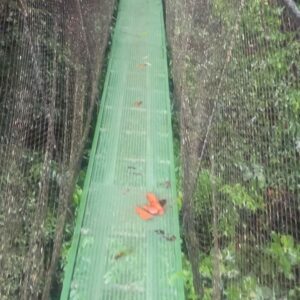 Ryan Toby Instagram - My Rain Forest Jungle Book photo dump

#rain #forest #world #travel #international #live #life #happy #love #instagood #share #like #tarzan #indianajones #adventure #jungle #book