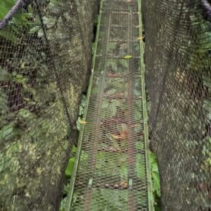 Ryan Toby Instagram - My Rain Forest Jungle Book photo dump

#rain #forest #world #travel #international #live #life #happy #love #instagood #share #like #tarzan #indianajones #adventure #jungle #book