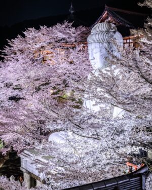 SHOCK EYE Instagram - 長岡花火の写真、沢山の閲覧ありがとうございました😊

この写真をきっかけにSHOCK EYEが写真をやってるのを知ったと言う方も多かったのではないかな？

僕は、音楽活動の傍、
全国色々な場所で写真を撮っています^ ^

元々は大好きな神社巡りからはじまりました。
素敵な場所を少しでも知ってもらいたくて、
その場所をより素敵に紹介したくていつしかスマホから、一眼カメラを持つようになりました。

神社や景色を紹介させてもらうと、
その地に住む人たちが喜んでくれたり、
誇らしく思ってくれたり、
驚いてくれたり、
何より日本の魅力を再発見してもらえることがとても嬉しくて、
誰かの幸せや笑顔を作れているようで、
それが力となり、楽しみながらここまで続けてこれました^ ^

素敵な写真を撮れることが心から幸せで、いつしか写真は僕にとって欠かせないライフワークになっていました。

ただこんな素敵な写真を撮れるのも、
僕に快く協力してくたり、情報をシェアしてくれたり、仲間に入れてくださる優しい写真家さん達がいたからに他なりません☺️
それが本当にありがたくて、心から感謝してます。

彼らは日々、写真や動画を通じて、全国の絶景を紹介したり、地元観光を盛り上げようとしたり、日本を上げようと懸命に活動されてます。
もちろん当人達はめちゃくちゃそのことを楽しみながらやっているんですが、、
実は一枚の写真のその裏には莫大な時間、労力がかかっていて、、
その姿をそばで見ていて本当にすごいなぁ、、と感服してばかりなんです🙇

沢山影響をもらいますし、そんなシーンの末席に僕のような人間を加えてもらえることを誇らしく思っていたりします^ ^

だからこそ僕にしかできないことで力添えできることは何か？といつも考えています🔥🧐

是非この投稿をきっかけに、
全国の素敵な写真を投稿されてる写真家さん達のアカウントを沢山チェックしてもらえたら嬉しいです。
僕自身も沢山のヤバい写真家さん達をフォローさせてもらっていつも投稿を楽しませてもらってます。
本当すごい写真沢山あるんだよ😆✨

よろしく😊

皆のその行動がこの国をもっと上げていくキッカケになることを願って^ ^

#絶景 #写真家になりたい