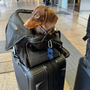 Salvatore Esposito Instagram - L'estate sta arrivando ed io e Lola volevo raccomandarvi/intimarvi di avere cura dei vostri animali domestici e di NON ABBANDONARLI !!! Non solo perché è un REATO ma anche perché è come se  ammazzaste degli amici fedeli con cui avete condiviso tante cose e che non vi hanno mai tradito . Se proprio dovesse nascere dentro di voi questo bisogno provate a lasciarlo a qualche amico\parente che potrà dargli l'amore di cui hanno bisogno oppure ad uno dei tanti rifugi/canili che potrete trovare nelle vostre zone . Questo messaggio spero possa arrivare a tanti e se dovesse capitarvi di vedere qualcuno che abbandona o maltratta gli animali DENUNCIATE in attesa che anche in Italia i nostri amichetti pelosi non vengano considerate più SOLO delle cose !!! ❤️