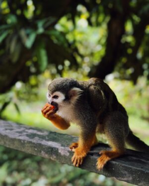 Sara Prata Instagram - Los Monos ♥️
Eu nem sei qual a foto (por favor escolham vocês) que melhor descreve a felicidade desta miúda com animais. E OMG, macaquinhos pequeninos foi felicidade pura. 

Este pedaço de terra perto de El Limón tem mais de 2 hectares e nele vivem livremente várias famílias de macacos-esquilo. São meigos e inteligentes e com o tempo ficaram acostumados ao contacto com humanos. E assim ao passearmos por ali eles vão descendo das árvores, sentam-se em cima de nós, pulam e brincam e comem das nossas mãos. É um assunto sensível para mim (não visito nem alimento negócios que envolvam exploração animal, mas aqui percebi que eles vivem por ali com espaço e felizes e o máximo que lhes fazemos é levar belos pedacinhos de papaia e banana.) 
Este é o resultado desta deliciosa macacada 😂