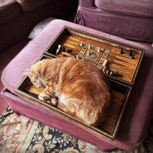 Sarah Beeny Instagram - Cats in all the wrong places!  I’m sure they do it on purpose… 🐈 
.
.
.
#cats #catsofinstagram #backgammon #gingercat