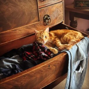 Sarah Beeny Instagram - Cats in all the wrong places!  I’m sure they do it on purpose… 🐈 
.
.
.
#cats #catsofinstagram #backgammon #gingercat