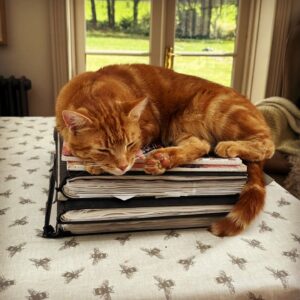 Sarah Beeny Instagram - Cats in all the wrong places!  I’m sure they do it on purpose… 🐈 
.
.
.
#cats #catsofinstagram #backgammon #gingercat