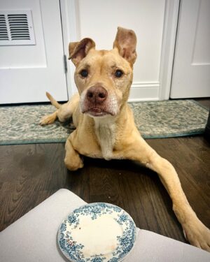 Sarma Melngailis Instagram - It’s happened. Time for this dreaded post about losing my best boy. 💔🐾 I put this news in a story but that’ll expire so this one’s for the record. He left his glorious furry container at 3am, morning of July 4th. The other two photos were taken less than 12 hours earlier. He wasn’t doing well but had perked up for the bison I’d cooked him (no one @ me, I cooked him whatever he would eat). I didn’t think his time would be so soon, until around midnight when I realized it may be his time. 

I wrote an essay (open to all) on my Patreon page, top link in my bio or I may put it again in a new story—about how it happened, how it was. Harrowing and yet also painfully beautiful in a cycle of life way. But mostly painful. 💔

When I made my prior post (to which so many have added condolences) I had no idea he was leaving so soon. 

I don’t have words yet for all of it. But am floored by the inflow of kind messages just from the story. At some point will get to reading them all. Forgive me if all I can do to reply is the heart emoji acknowledgement. 

I have to get used to my new identity. I haven’t wanted to leave my apartment because then it’s somehow more real. I am a person, just me… my pup has left. 

The paw photo was taken just before his body was finally taken away. 😭 

Leon, I have no words for how much I love you. 

It was my honor to be your momma. 

***

What to do about his @oneluckyrescuedog account? Maybe it’ll be a place for throwback photos, when I get to the place where I’m less sad and more, somehow, fulfilled that he had a good long life. 

Thank you to all who loved him. My good boy. 
🌈 <— reminds me I have a beautiful photo of him in front of a rainbow I never before posted because it looked so much like a photo I’d post to memorialize his passing over the rainbow bridge. Will find it and post when it feels right. 

I’m heartbroken but am okay. It was his time and I got to see him over that bridge. Just him and me. Just you and me, Leon. 💓🐾🙏🏻✨

Leon always had love for everyone.