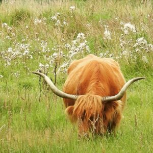 Sascha Lobo Instagram - Heute war ich seit längerer Zeit mal wieder allein in der Natur, um Tiere, Pflanzen und Mischformen zu beobachten. Mit 2 Kindern unter 2 kommt man ja seltener zu sowas - aber Rio ist kürzlich 2 geworden, also quasi erwachsen. 

Bogenseekette und Lietzengrabenniederung ist ein wunderschönes Naturschutzgebiet, in dem man die nahe A10 (bzw. Berliner Ringautobahn) praktisch kaum noch hört, wenn man sich die Ohren zuhält. Und die Natur hat mich mit offenen Armen empfangen und wirklich alles gegeben, so wollte sie mir sagen: Hey! Komm doch wieder öfter, schau wie super es ist! Fast wie wenn man nach langer Zeit mal wieder Pokemon Go spielt und alles ist voller unbekannter Pokemon. 

1) Sommersteinpilze. Natürlich NICHT im Naturschutzgebiet gefangen. Oben leichter bis mittlerer Schneckenfraß, für ein Instafoto von unten noch perfekt. 

2) Bin recht sicher, dass es ein Kleines Wiesenvögelchen ist, aus der Unterfamilie der Augenfalter. Die drei interessantesten Facts zu Kleinen Wiesenvögelchen: Fliegen von Februar bis November. Raupen essen am liebsten eine anzüglich klingende Süßgrasart namens „Schwingel“. Und sie haben Stürzpuppen, was sich etwas famoser anhört, als es am Ende ist. 

3) Irgendwelche mittelinteressanten Leute aus der Familie der Feldheuschrecken, vielleicht Braune Grashüpfer, ich fand eigentlich nur die Konstellation witzig. 

4) Vermutlich ein Ammendornfingergespinst. Ammendornfinger sind die einzigen Giftspinnem in Deutschland, die durch Menschenhaut beißen können. In den letzten ca. 50 Jahren gab es in Europa 12 gesicherte Fälle von Ammendornfingervergiftungen, die zudem so wehtun wie ein Bienenstich, Panik ist also völlig angebracht.

5) Parasolpilze. Mitten im NSG, daher stehen gelassen.

6) Ankündigung eines freilaufenden Bullen.

7) Freilaufender Bulle.

8) Der Neuntöter aus der Familie der Echten Würger trägt nach meiner Kenntnis regional die schönsten Namen: Rotrückenwürger, Dorndreher, Neunmörder, Falkensänger, Wildelster, Rabraker, Dickkopp und Quarkringel. Toll! 

9) Eine vergleichsweise tote Spitzmaus.

10) Süßgräser (evtl. Schwingel), perfekt scharf gestellt bekommen, trotz unregelmäßigen Hintergrunds, bin richtig stolz. 
#naturfotografie